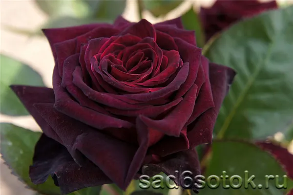Чайно-гибридная роза сорт Блек Баккара (Black Baccara)