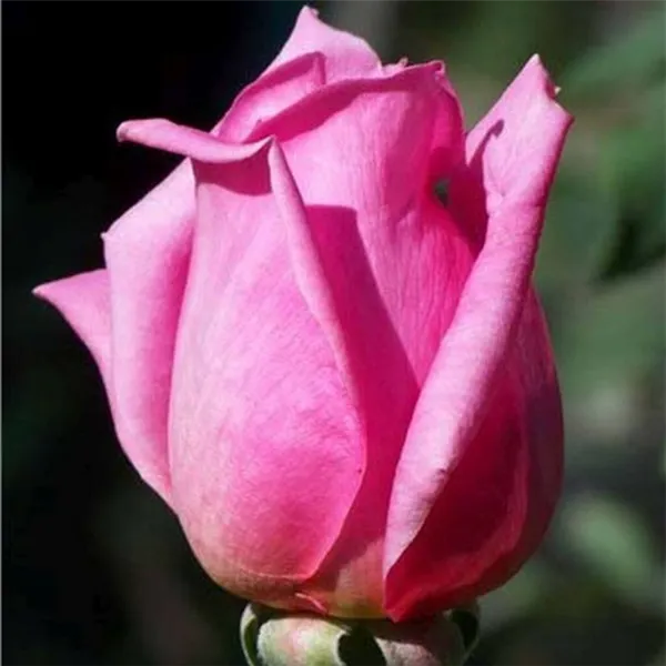 Сорта роз: список с описанием, названия самых ароматных роз, описание лучших новых сортов, какие бывают белые виды (фото-каталог) 17