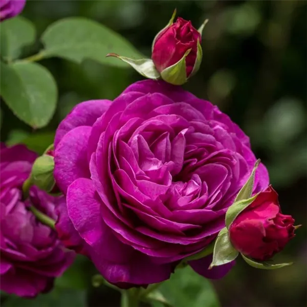 Сорта роз: список с описанием, названия самых ароматных роз, описание лучших новых сортов, какие бывают белые виды (фото-каталог) 12