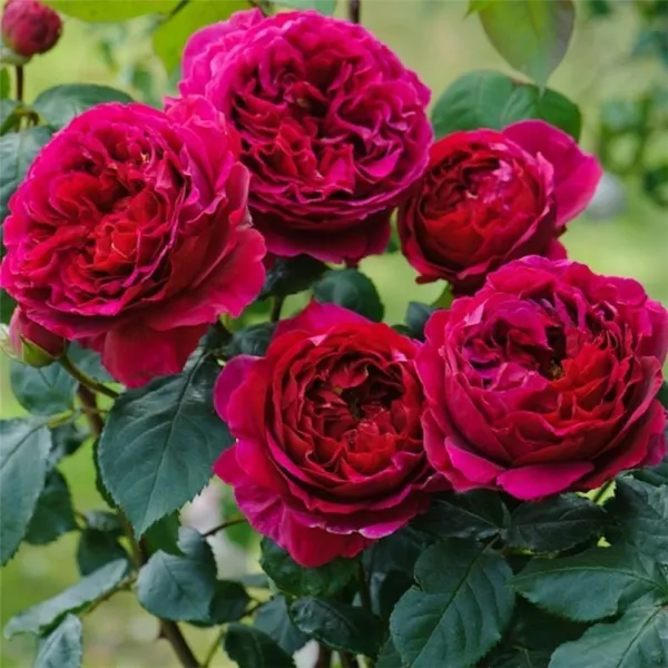 Сорта роз: список с описанием, названия самых ароматных роз, описание лучших новых сортов, какие бывают белые виды (фото-каталог) 16