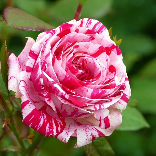 Сорта роз: список с описанием, названия самых ароматных роз, описание лучших новых сортов, какие бывают белые виды (фото-каталог) 14