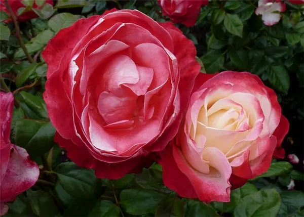 Сорта роз: список с описанием, названия самых ароматных роз, описание лучших новых сортов, какие бывают белые виды (фото-каталог) 15