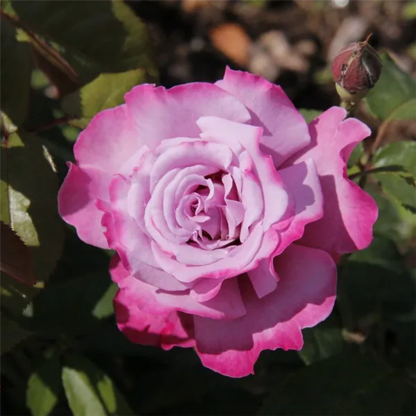 Сорта роз: список с описанием, названия самых ароматных роз, описание лучших новых сортов, какие бывают белые виды (фото-каталог) 8