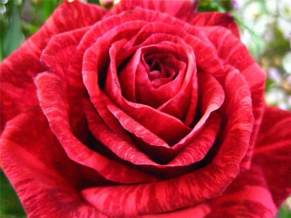 Сорта роз: список с описанием, названия самых ароматных роз, описание лучших новых сортов, какие бывают белые виды (фото-каталог) 20