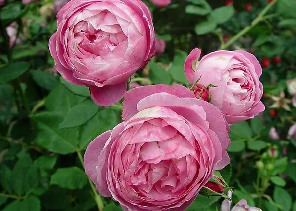 Сорта роз: список с описанием, названия самых ароматных роз, описание лучших новых сортов, какие бывают белые виды (фото-каталог) 3