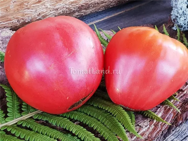 помидор сахарная настасья отзывы фото