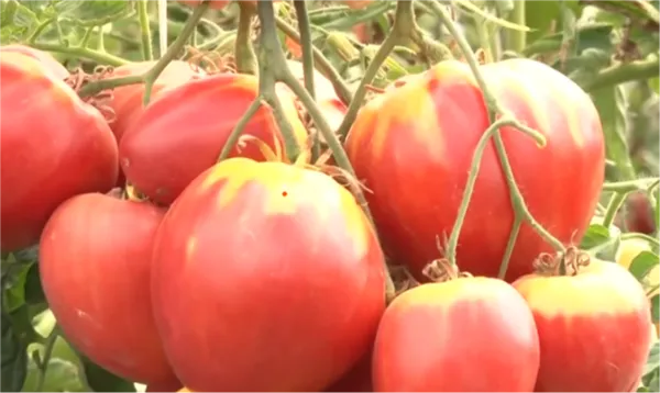 помидоры Сахарная Настасья фото