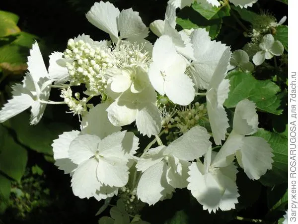 White Lady - редкая красавица с белоснежными соцветиями и стерильными цветками-гвоздиками. Фото автора
