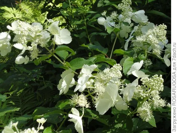 Изящный сорт White Lady - прекрасное украшение белых цветников. Фото автора