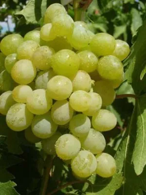 Отличная беседка и вкусный урожай — виноград «Галбена Ноу» 2