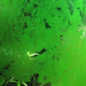 Зелёный налёт в аквариуме