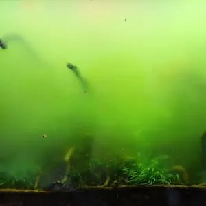 Зелёная вода в аквариуме или цветение воды