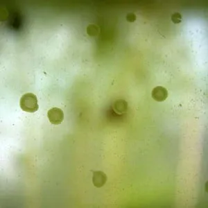 Ксенококус или точечные водоросли