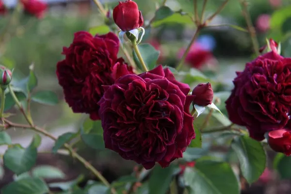 Пионовидные розы для букета невесты: нежный европейский стиль 3