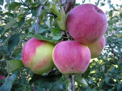 Выращивание яблони Марат Бусурин 3