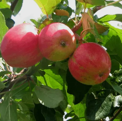 Выращивание яблони Марат Бусурин 2
