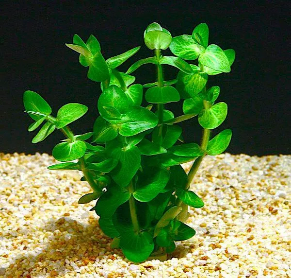 Бакопа – растение с мясистыми листьями и стеблем 4