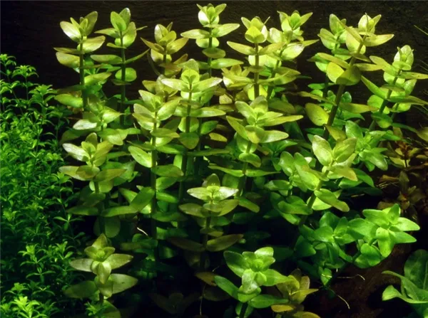 Бакопа – растение с мясистыми листьями и стеблем 2