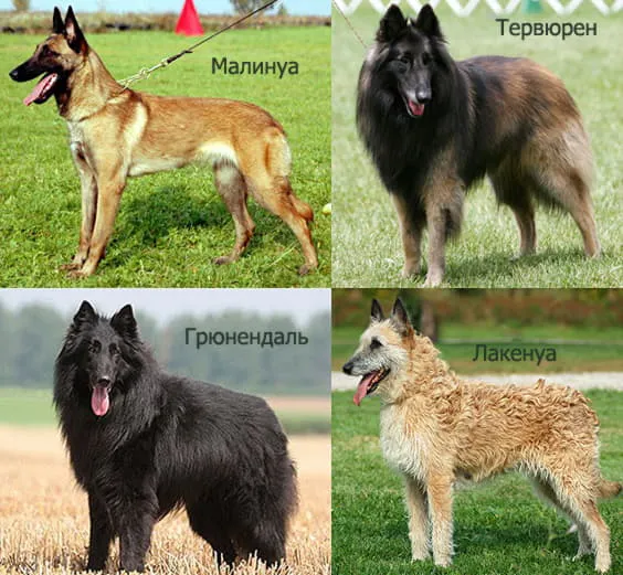 4 вида бельгийских овчарок: малинуа, грюнендаль, тервюрен, лакенуа