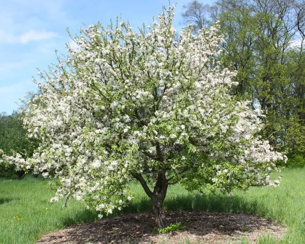 Взрослое дерево груши сорта Челябинская зимняя в период весеннего цветения
