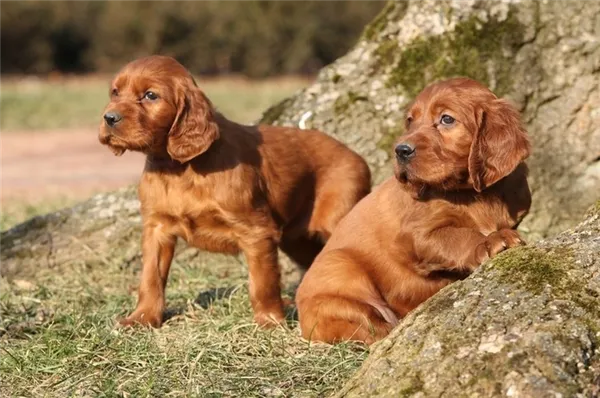 Два щенка породы красный ирландский сеттер