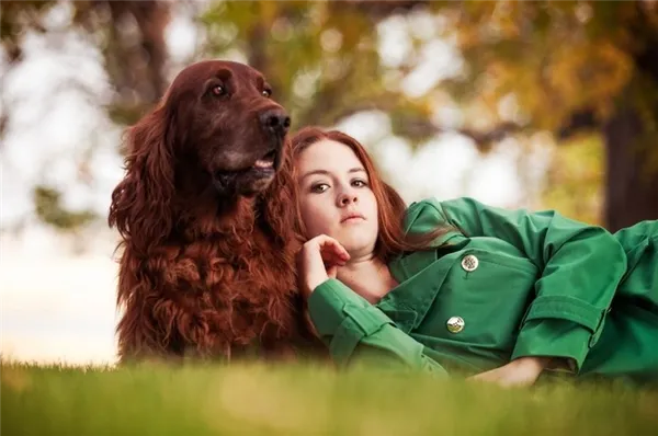Красный ирландский сеттер на траве с девушкой