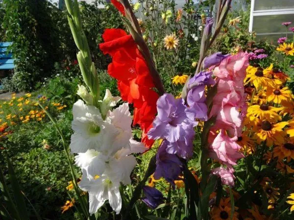 С какими цветами посадить лилии: 5 лучших идей с фото 3