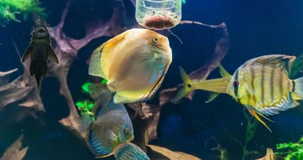 Как правильно и как часто нужно кормить аквариумных рыбок