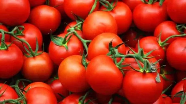 Получаем высокий урожай при минимальных затратах и рисках, выращивая помидор 