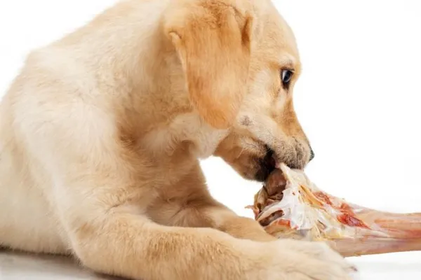 Мясокостная мука для собак и щенков – назначение, применение, особенности 12