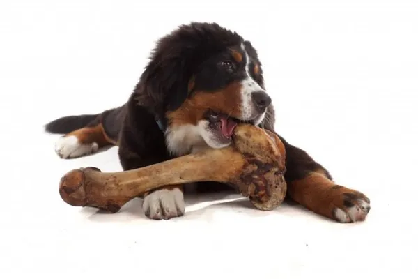 Мясокостная мука для собак и щенков – назначение, применение, особенности 16