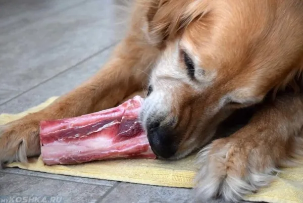 Мясокостная мука для собак и щенков – назначение, применение, особенности 17