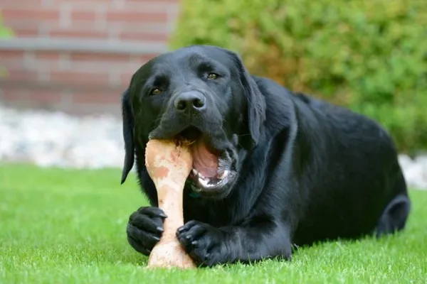 Мясокостная мука для собак и щенков – назначение, применение, особенности 11