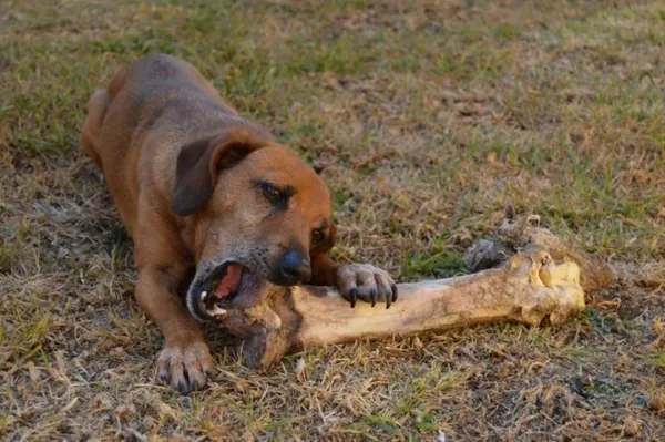 Мясокостная мука для собак и щенков – назначение, применение, особенности 10