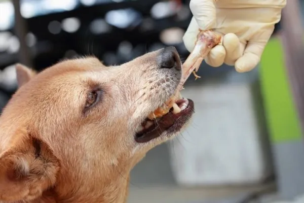 Мясокостная мука для собак и щенков – назначение, применение, особенности 14