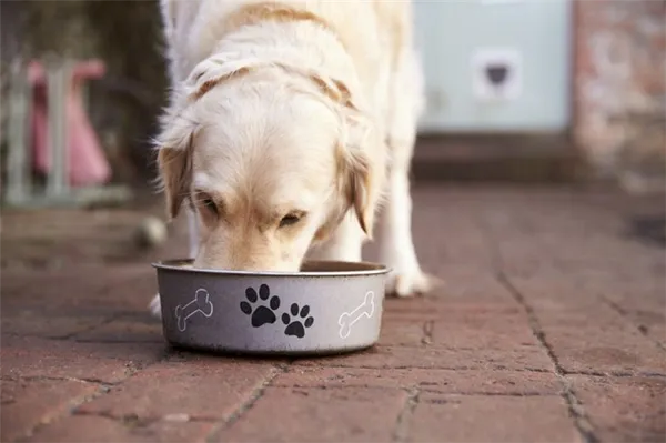Мясокостная мука для собак и щенков – назначение, применение, особенности