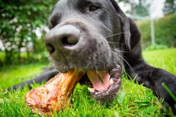 Мясокостная мука для собак и щенков – назначение, применение, особенности 15