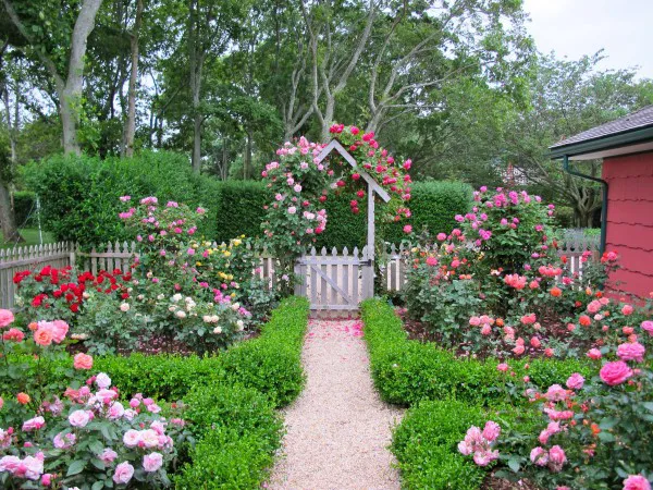 Как красиво посадить розы в маленьком саду. Идеи и практичные подсказки 6