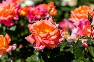 Как красиво посадить розы в маленьком саду. Идеи и практичные подсказки 8