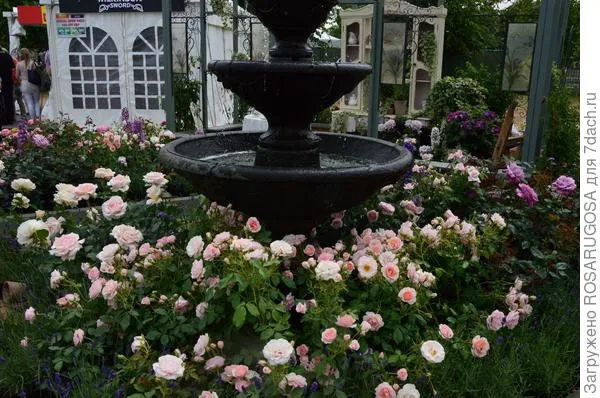 Как красиво посадить розы в маленьком саду. Идеи и практичные подсказки 4