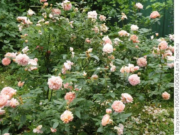 Пышно цветущая роза Colett (посажено три экземпляра) будет украшением палисадника. Фото автора