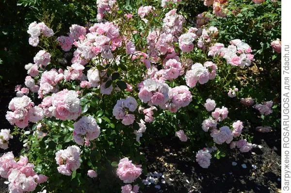 Прекрасный сорт постоянно цветущей ландшафтной розы Bonica 82 можно использовать в рабатках. Фото автора
