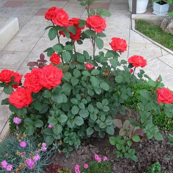Как красиво посадить розы в маленьком саду. Идеи и практичные подсказки 11