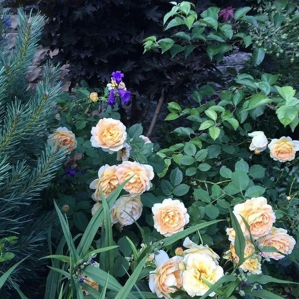 Как красиво посадить розы в маленьком саду. Идеи и практичные подсказки 13