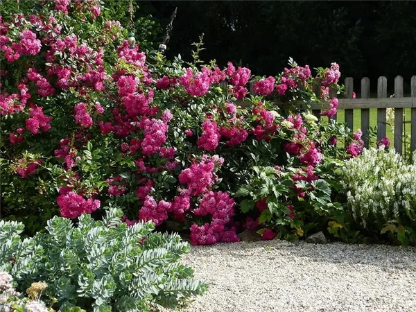 Как красиво посадить розы в маленьком саду. Идеи и практичные подсказки 10
