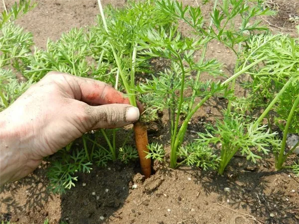 Как правильно проредить морковь на грядке 4