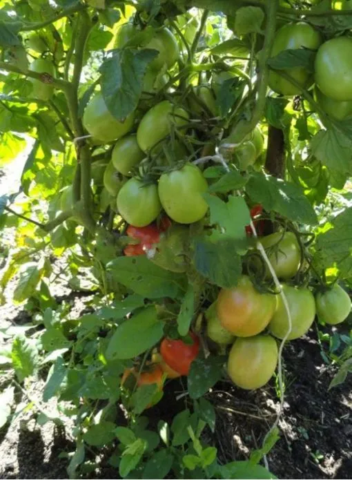 Плодоношение томатов Рио Гранде