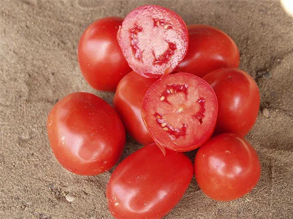 мясистые плоды томатов