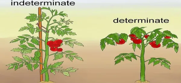 Детерминантные и индетерминантные томаты