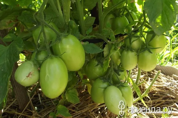 Зеленые томаты сорта Рио Гранде